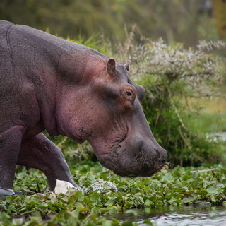 Lake Naivasha - Hippo